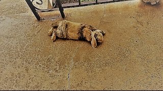 OMG My Pitbulls Killed A Rabbit On Easter Day [upl. by Sension]