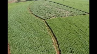 Relação entre boa saúde e preservação ambiental teve destaque em assembleia da ONU [upl. by Collen536]