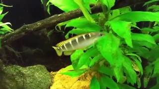 Crenicichla Compressiceps Dwarf Green Pike Cichlid [upl. by Plafker]