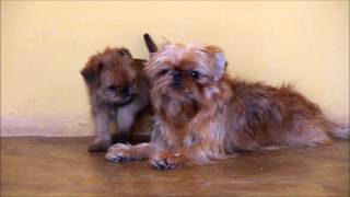 Cute Brussels Griffons [upl. by Musetta]