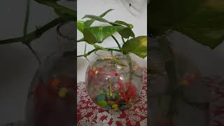 Small money plant pot [upl. by Desmund975]