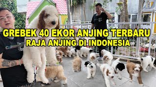 Grebek Stok Raja Anjing  Ada 40 Ekor Lebih Puppy Anjing Berbagai Ras [upl. by Anatol]