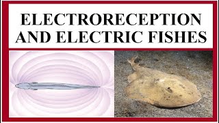 Electroreception and Electric Fishes BS BSc MSc Zoology Miller amp Harley [upl. by Nigrom]