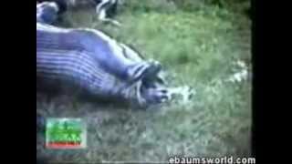 Anaconda snake swallowing maybe a hippo or a capybara shocking video [upl. by Sophie]