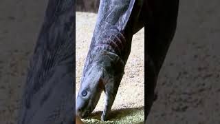 The Frilled Shark A DeepSea Living Fossil  A Prehistoric Shark [upl. by Carlile]