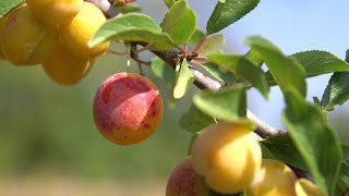 Récolte des mirabelles  le fruit plutôt que lalcool [upl. by Adonis317]