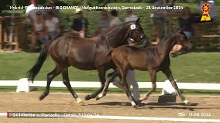 Lot 24 v Floricello  Sirtaki [upl. by Nimzay]