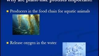 Explain why plantlike protists are so important in aquatic food chain [upl. by Gilba]