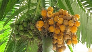 pohon pinang  areca catechu [upl. by Male75]