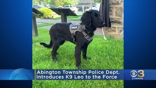 Abington Township Police Department Introduces New K9 To Force [upl. by Ambler]