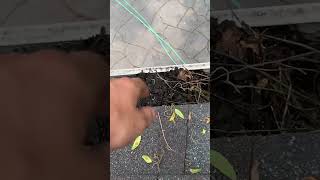 GUTTER GUARDS ARE A SCAM subscribe scam [upl. by Shanta156]