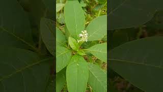 Pokeweed You Can Do Better nativeplants nativefood resilience [upl. by Robbie]