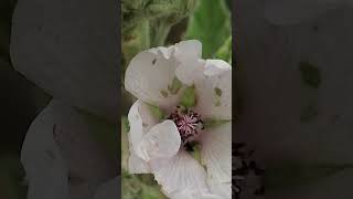 Althaea officinalis [upl. by Nairret]