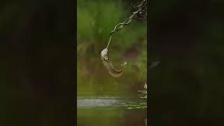 fish catch snakecá bắt rắnanimal world [upl. by Sucramal]