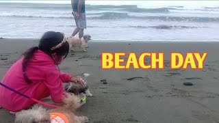 BEACH DAY  SHIH TZU [upl. by Vasyuta]