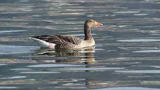 The greylag goose swims elegantly on the lake  Die Graugans schwimmt elegant auf dem See [upl. by Hamrah876]