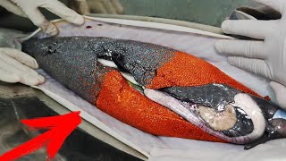 Incredible Method of Growing Black and Red Caviar  Caviar Production  How to Make Red Caviar [upl. by Anatsirhc]