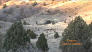 Wild Boars in Turkey  Yaban Domuzu Sürüsü [upl. by Navinod]