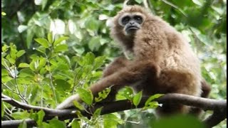 Gibbons singing  Sumatran whitehanded gibbon Hylobates lar vestitus [upl. by Psyche]