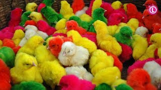 Many Coloured Chicken Baby Coloured Chicks Baby Chicken  Our Lifestyle [upl. by Aihsenrad427]