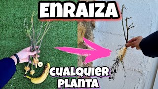 🌱 TODA PLANTA ENRAIZA Gracias a ESTO Enraizante casero para Árboles Cítricos Esquejes Ramas [upl. by Poucher]