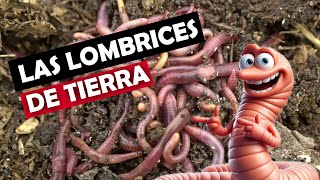 LAS LOMBRICES DE TIERRA [upl. by Durward]