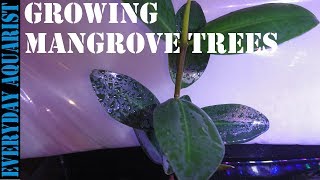 How To Grow Mangrove Tree In Your Aquarium [upl. by Rudin]