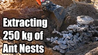 Extracting 250 kg of ant nest castings Triple Casting Bull Ant Nest Casting  Days 3  5 [upl. by Lednahc]