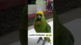 El loro canta corre de Jesse y joy😱 birds loros tendencias [upl. by Tymon]