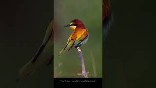 European Beeeater Birds BirdSounds [upl. by Raquel]