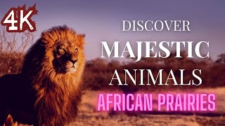 Wildlife Wonders in 4K  Discover Majestic Animals of the Wild [upl. by Niai]