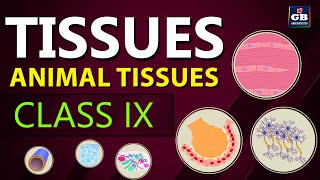 Animal TISSUES  TISSUES chapter Class 9th biology  Ncert class 9 cbse 9 Biology syllabus [upl. by Maleen]