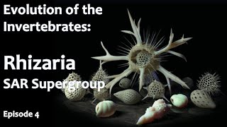 Wondrous Geometrical Protists Rhizaria  Evolution of the Invertebrates  Episode 4 [upl. by Ahsieken111]