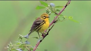 Prairie Warbler singing and nest building in Connecticut [upl. by Ahsilef]