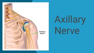 Axillary nerve  anatomy upperlimb axillarynerve [upl. by Eelitan]