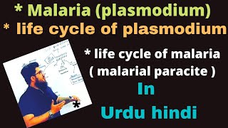 malaria life cycle of malaria  plasmodium malarial parasite life cycle plasmodium in urdu hindi [upl. by Latoya]