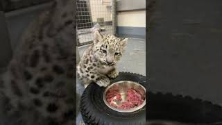 Snow Leopard Cub Update  Toronto Zoo [upl. by Stila]