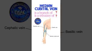 Median cubital vein is a branch of Median cubital vein is a tributary of shorts anatomy [upl. by Ailad]