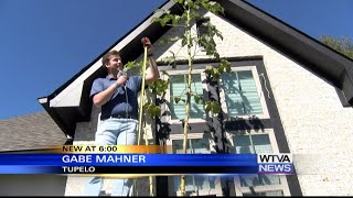 Tupelo family close to breaking record for tallest okra plant [upl. by Enrichetta221]