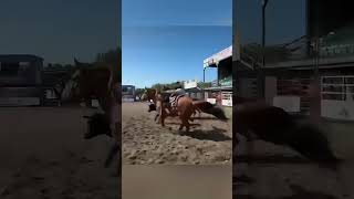 Coltin Crawford w hazer Zane Marcenko took first at Benalto Stampede w a 38 sec run ‌rodeo [upl. by Borszcz75]