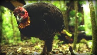 And The Mammals Laid Eggs Full Documentary [upl. by Westberg533]