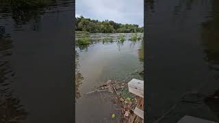 The greenbelt at Kingsport TN hurricane helene kingsport tennessee tricities twra flood [upl. by Syramad]