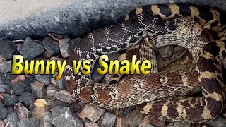 Bunny vs Bull Snake bunny snake foodchain survival [upl. by Lacey]