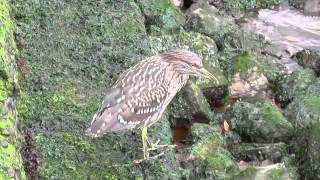 Some Birds of Central Chile [upl. by Nosiram]