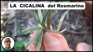 CICALINA DEL ROSMARINO [upl. by Obellia]