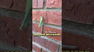 RIP Nearly Headless Nick the Mantis 💀prayingmantis prayfornick freddythemantis [upl. by Trixie]