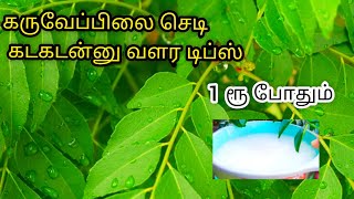 karuveppilai growing tips in Tamilகருவேப்பிலை செடி இலைகள் பெரியதாக வளர டிப்ஸ்கருவேப்பிலைவளர்ப்பு [upl. by Joerg]