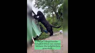 Tierschutzhund Topi sucht ein Zuhause [upl. by Elfrieda]