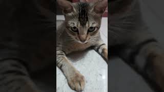 Je aakhi te eto haashi lukano cat paramsundari catlover happydiwali [upl. by Oelc]