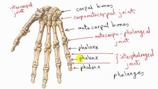 general anatomy 11  types of synovial joints  by dr sameh ghazy [upl. by Ardied]